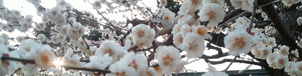 PlumBlossoms